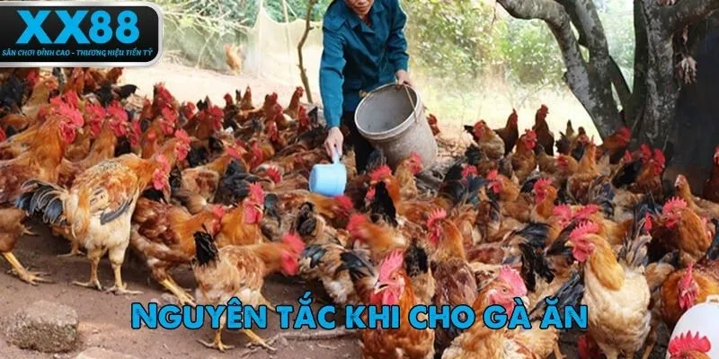 Bí quyết chăm sóc gà chọi hiệu quả chính là xây dựng khẩu phần ăn hợp lý