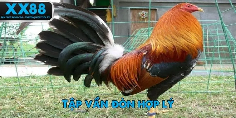 Bí quyết chăm sóc gà chọi không thể thiếu phần rèn luyện