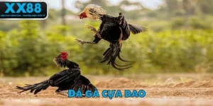 da-ga-cua-dao