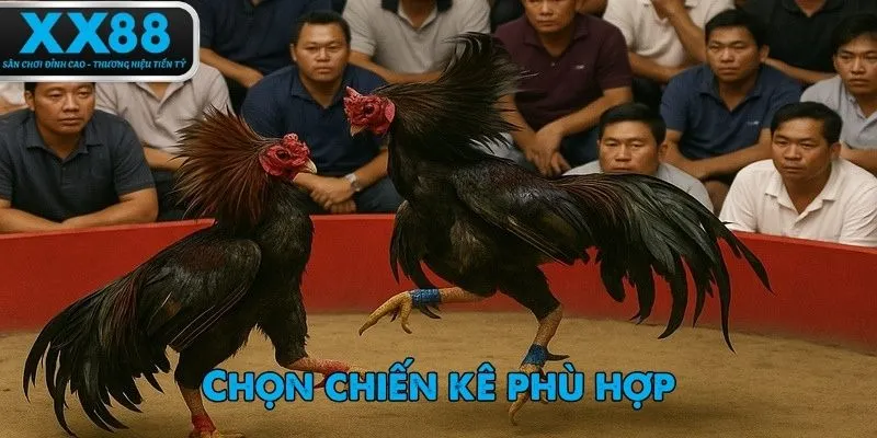 Việc lựa chọn chiến kê có vai trò quan trọng để chiến thắng đá gà cựa dao
