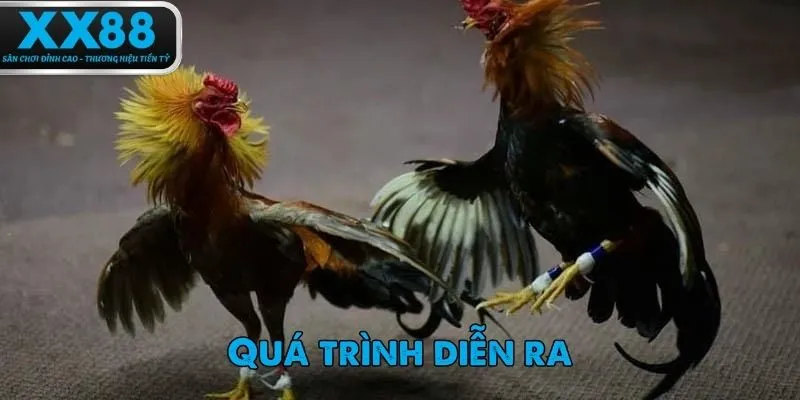 Đá gà cựa dao thường diễn ra nhanh cho trận đấu mang tính sát phạt cao