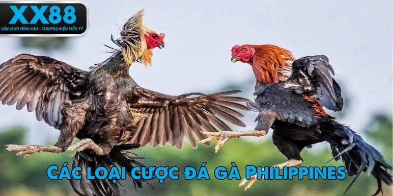 Cần hiểu rõ các loại hình cơ bản khi tham gia đá gà Philippines