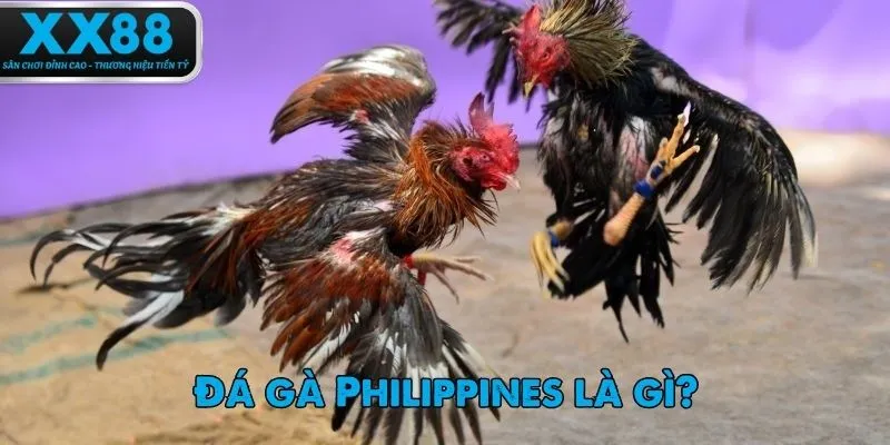 Giới thiệu khái niệm và lịch sử đá gà Philippines