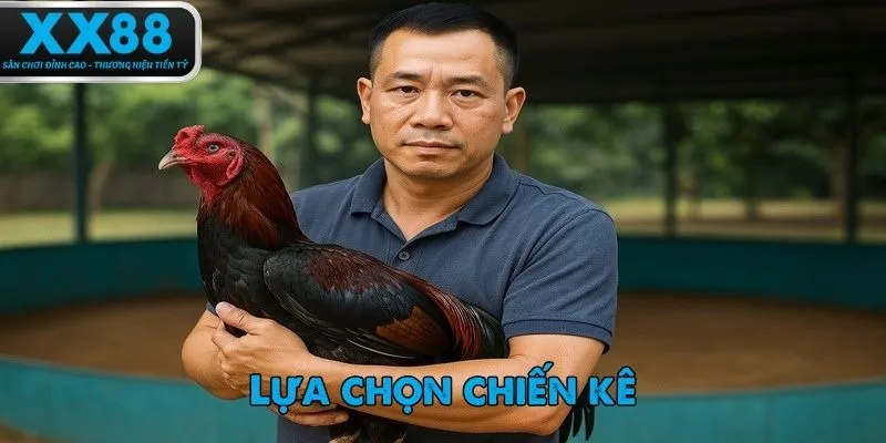 Chọn chiến kê là yếu tố quan trọng để có thể thắng đá gà Philippines