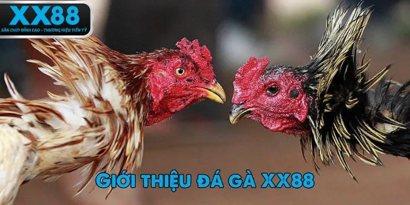 Đá gà XX8 nang đến nhiều phút giây trải trí vẹn tròn