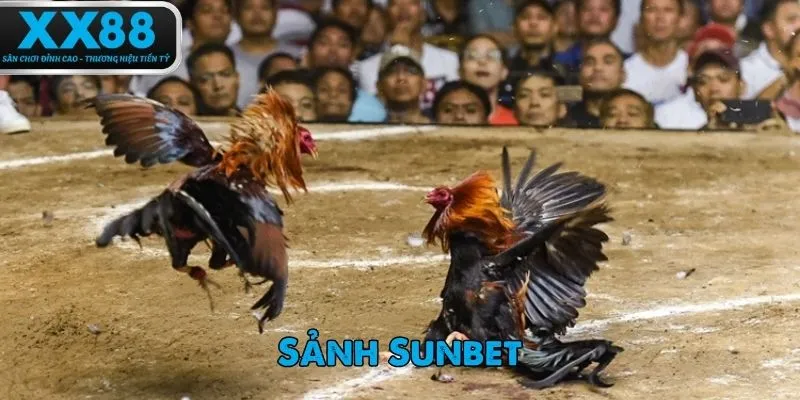 Giới thiệu về những sảnh đá gà có tại XX88.