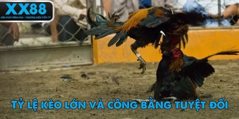 Những điểm đặc biệt của game đá gà XX88.
